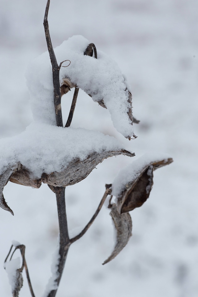 Snow on common milkweed-4