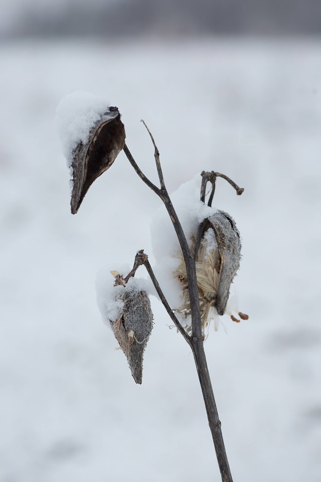 Snow on common milkweed-7