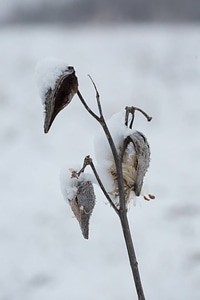 Snow on common milkweed-7
