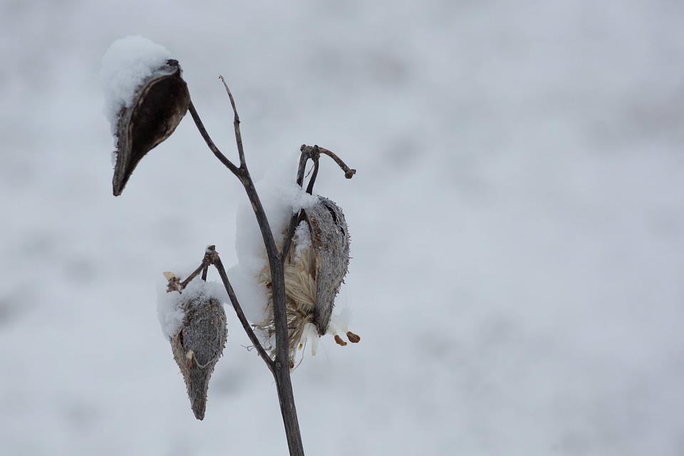 Snow on common milkweed-6