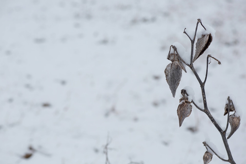 Snow on common milkweed-8