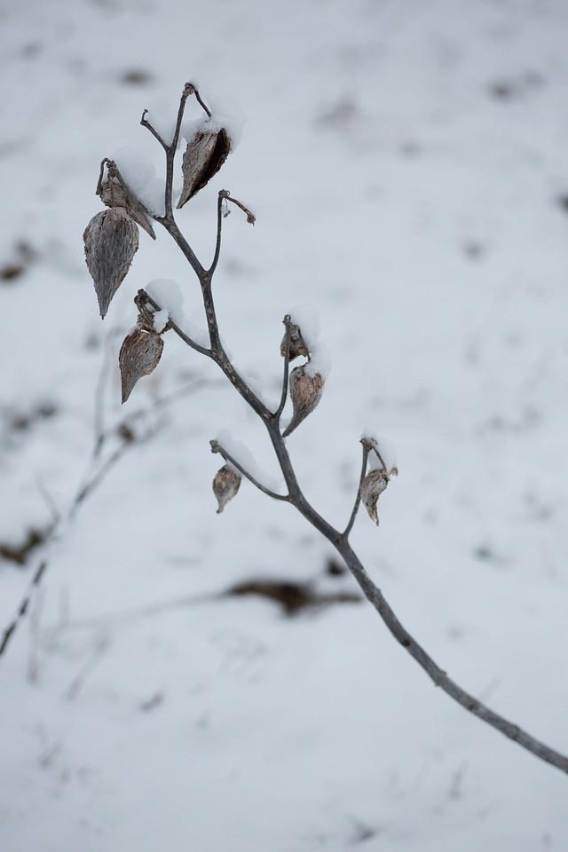 Snow on common milkweed-9
