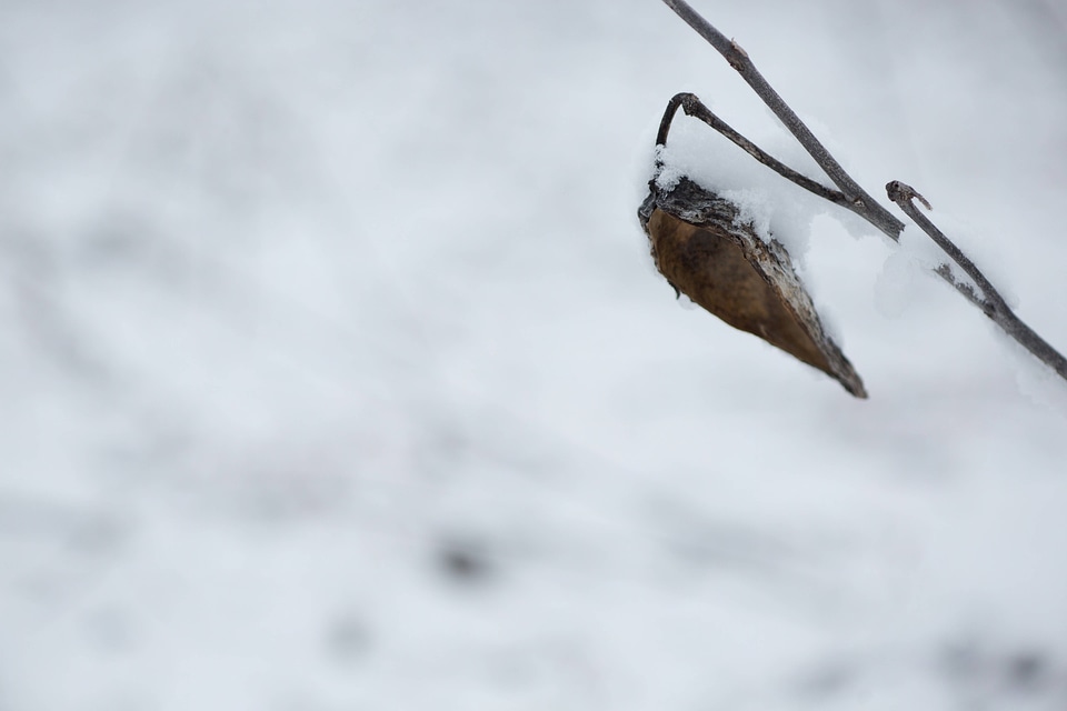 Snow on common milkweed-10