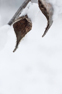 Snow on common milkweed-12