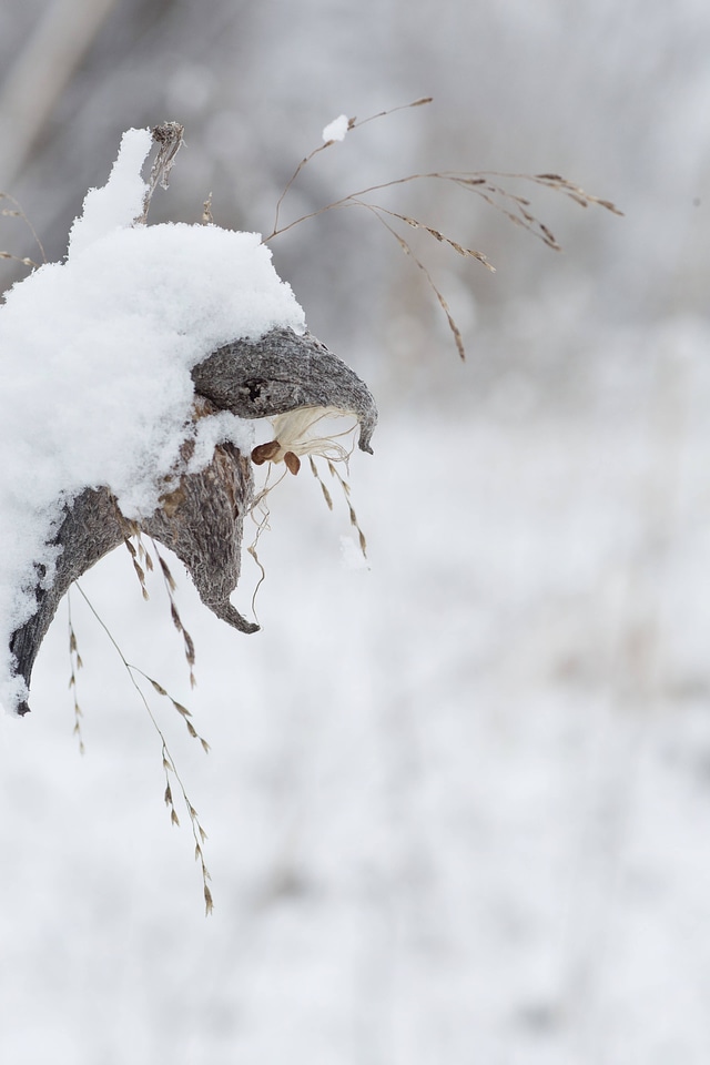 Snow on common milkweed-13