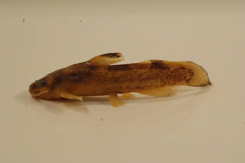 Noturus miurus-3