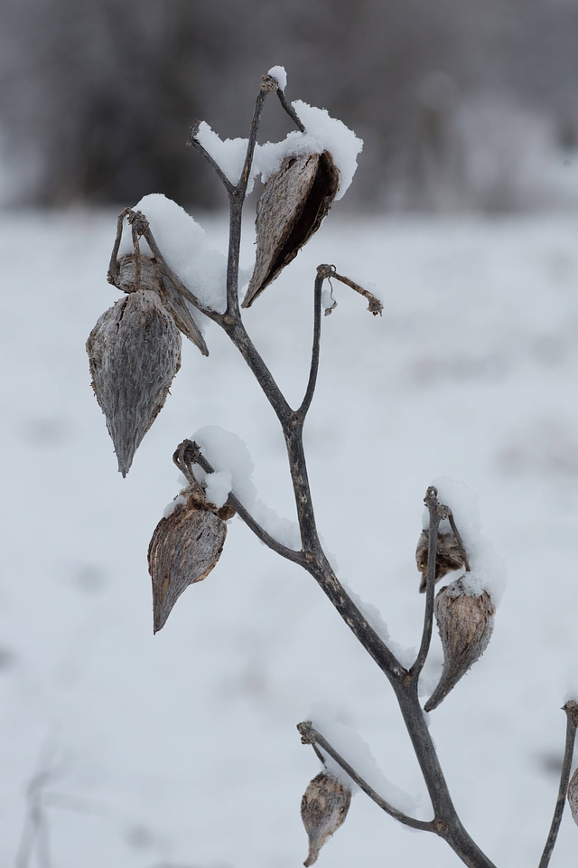 Snow on common milkweed-1