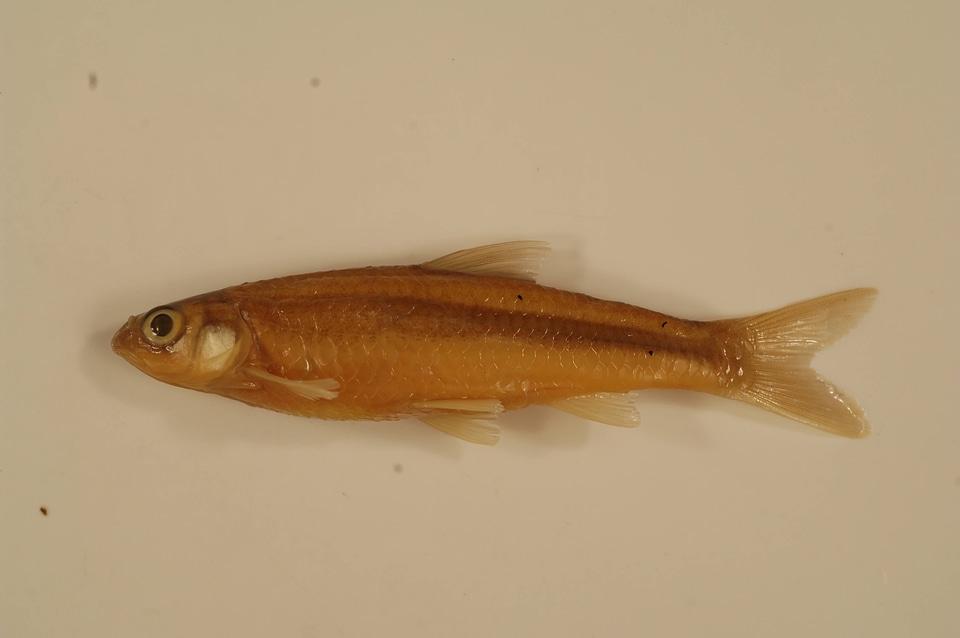 Notropis blennius-6