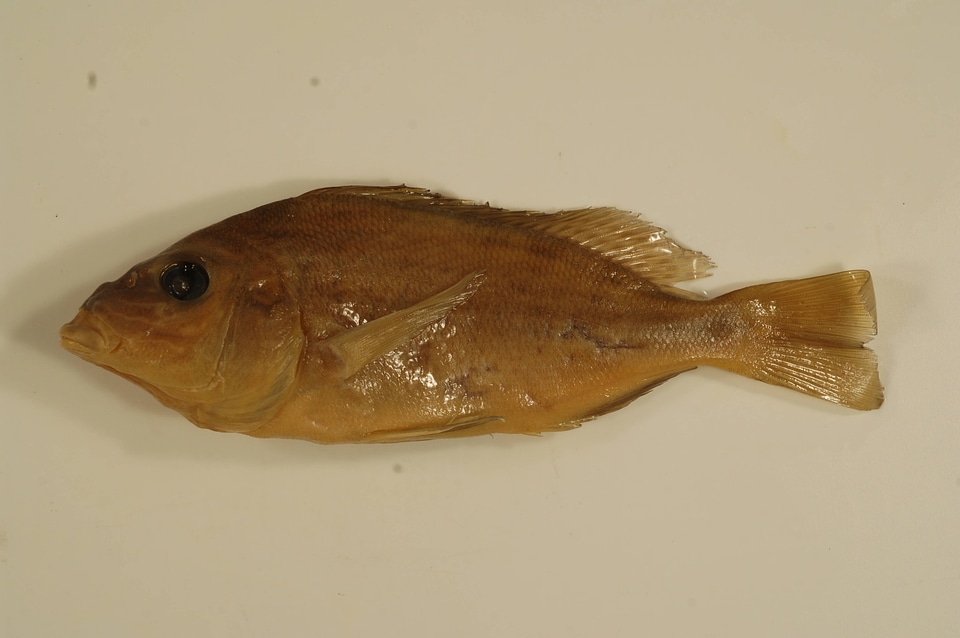 Orthopristis chrysoptera-8