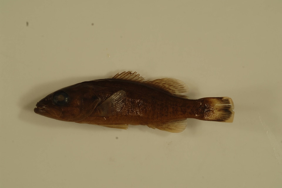 Micropterus dolomieu-15