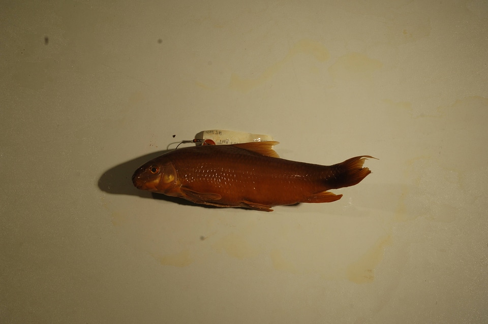 Moxostoma macrolepidotum-17