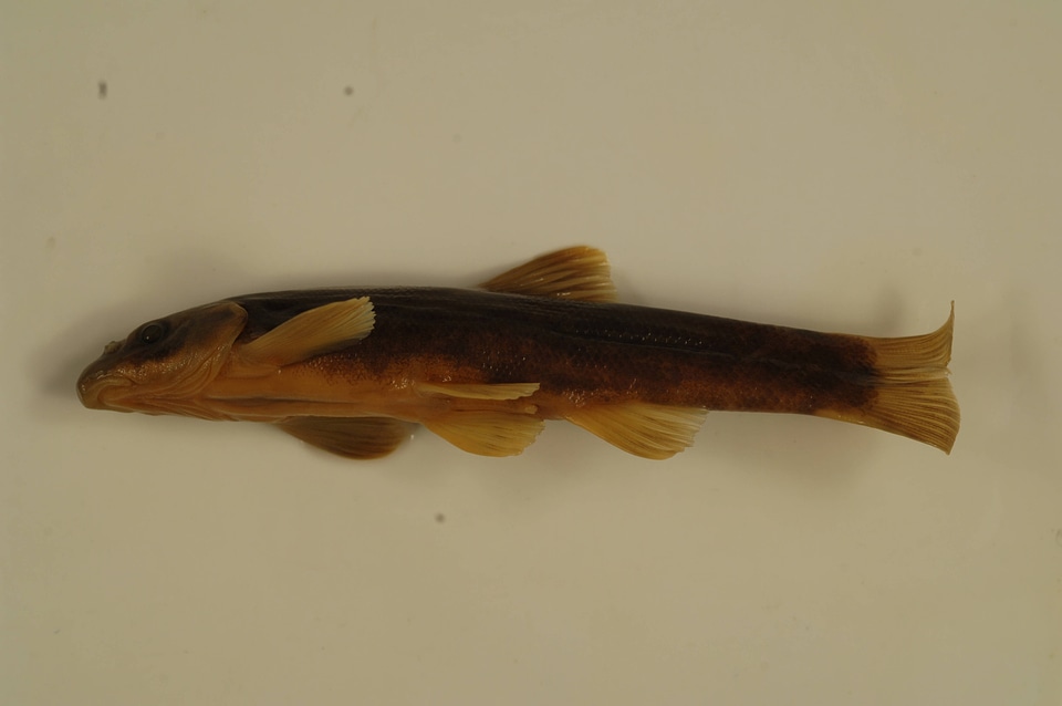 Rhinichthys cataractae-18