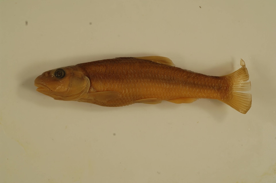 Nocomis micropogon-16