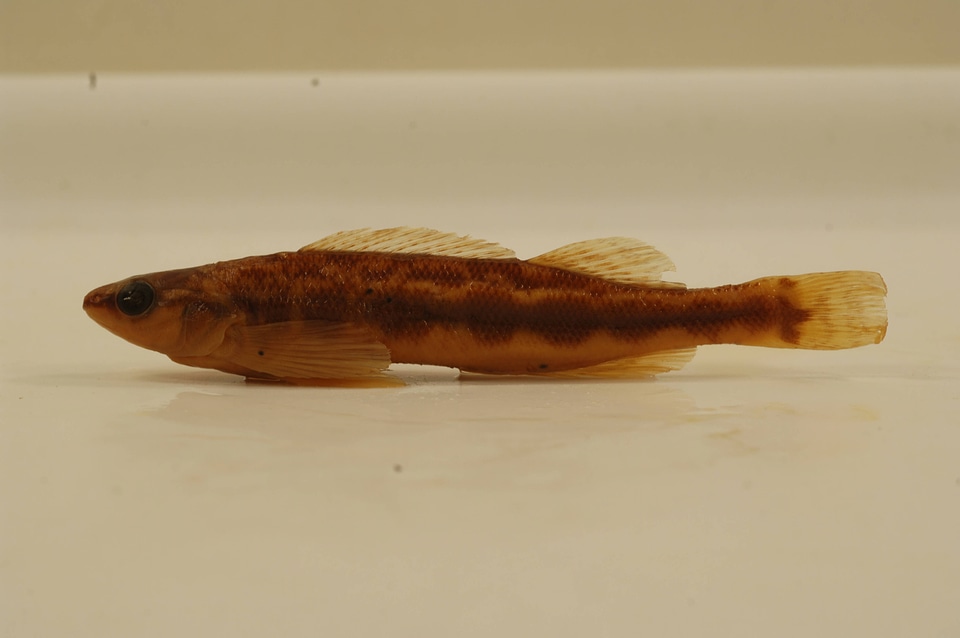 Percina sciera-19