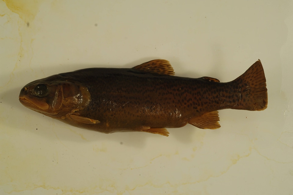 Oncorhynchus mykiss-22