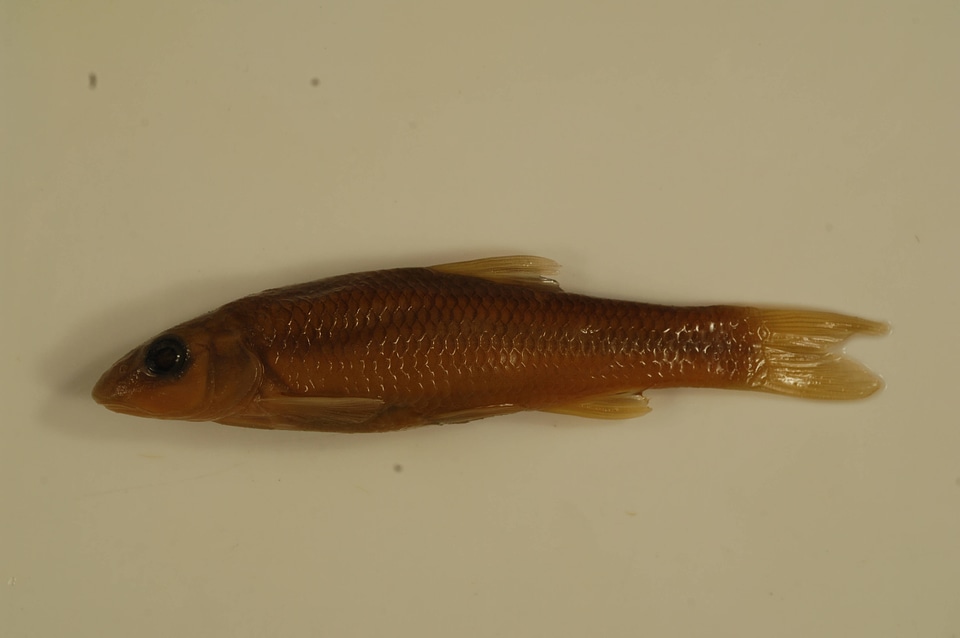 Nocomis micropogon-21