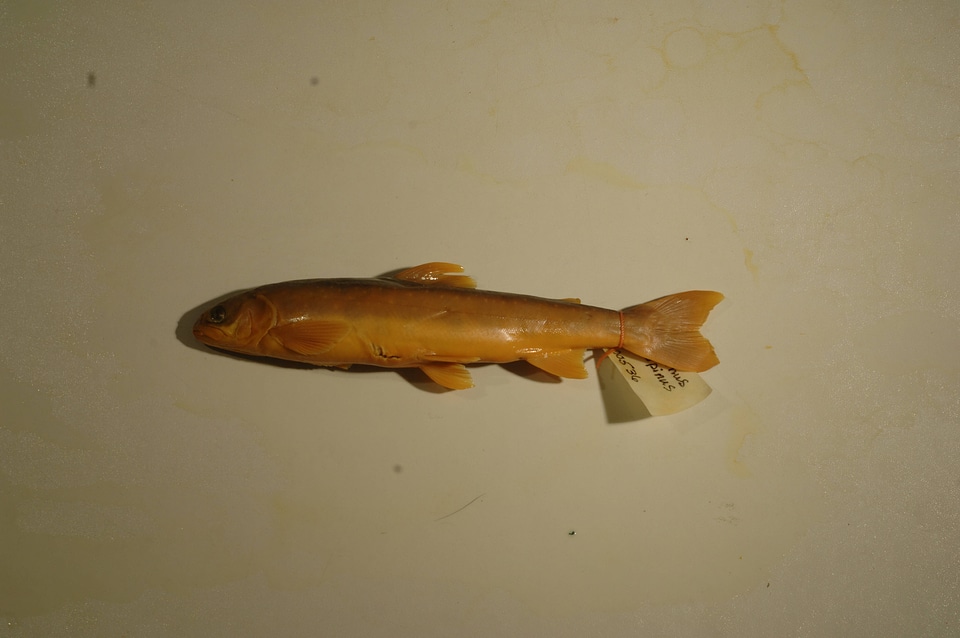 Salvelinus alpinus-23