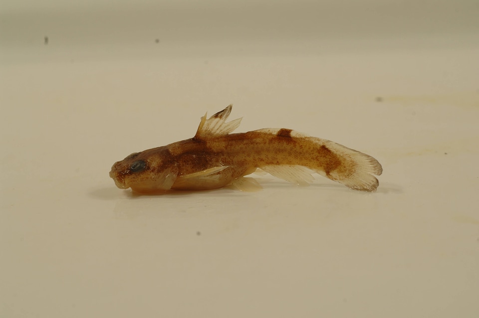 Noturus miurus-20