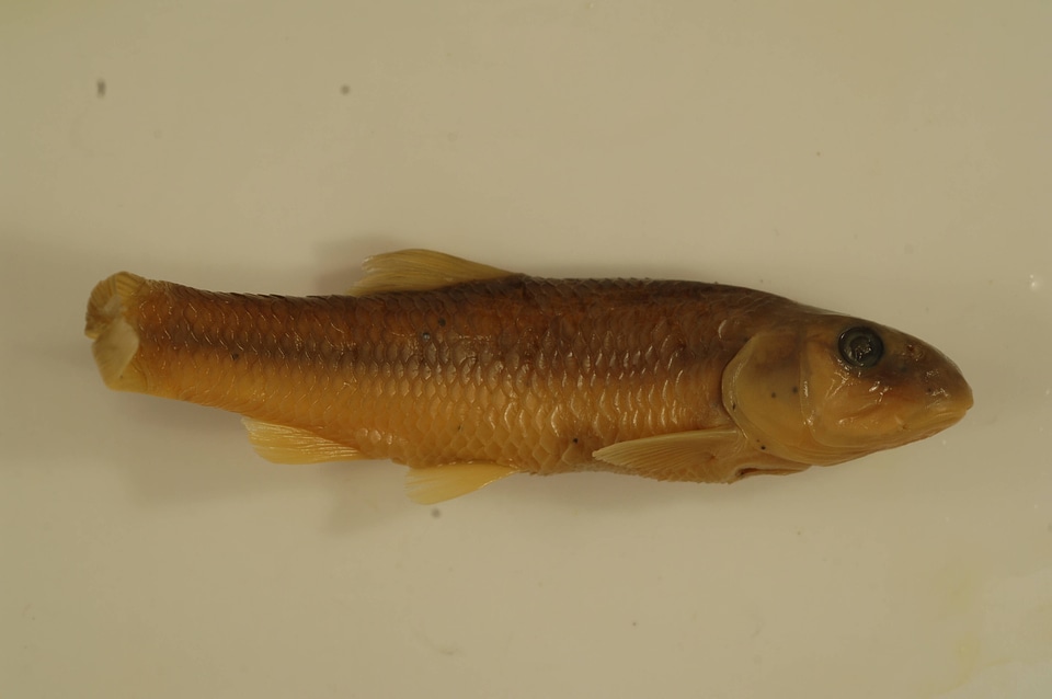 Nocomis micropogon-63