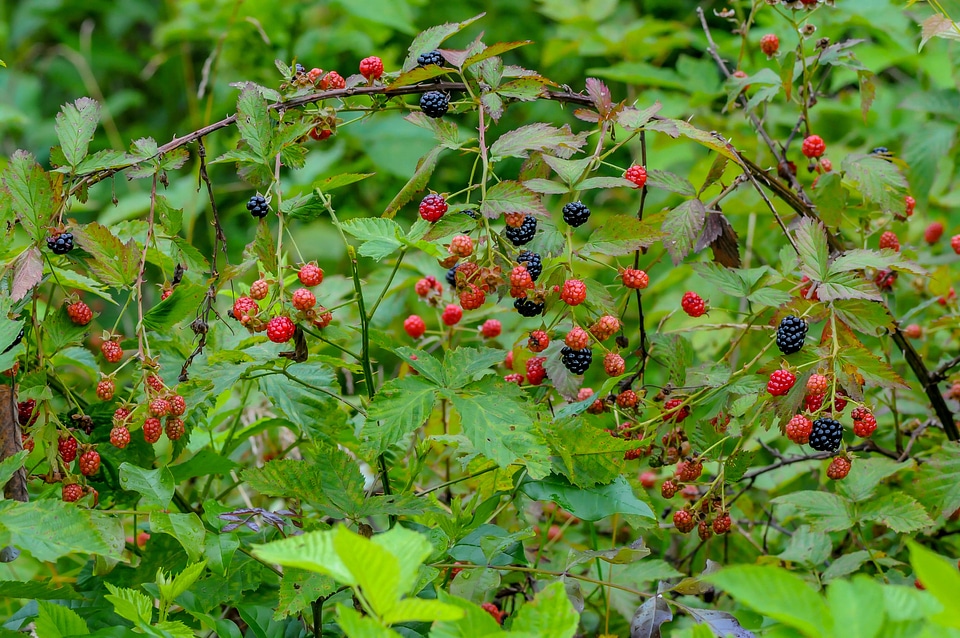 Wild blackberry bushes with berries