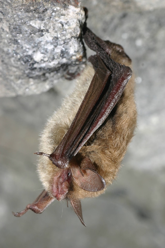 Northern long-eared Bat-1