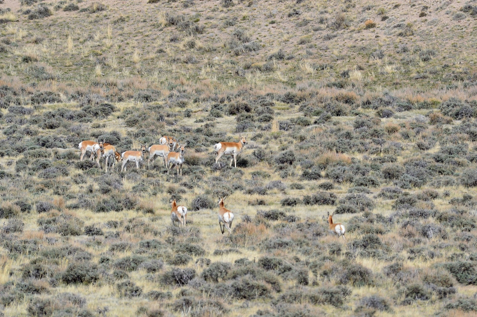  Herd of pronghorn near Split Rock, Wyoming-1
