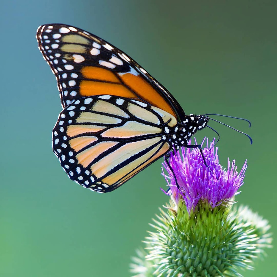 Monarch butterfly-1