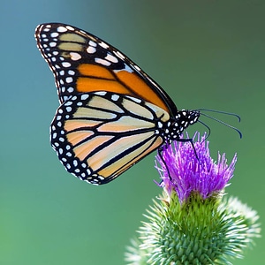Monarch butterfly-1