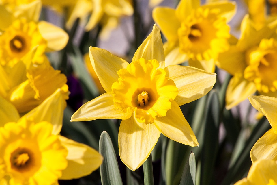 Heyday to easter incorrect narcissus photo