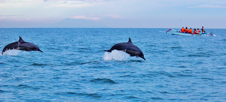 Jumping wildlife marine photo