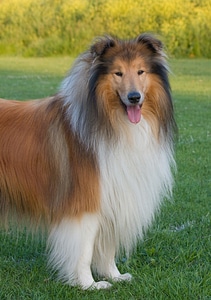 Lassie animal pet photo