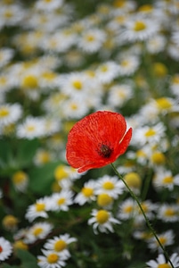 Flower meadow spring