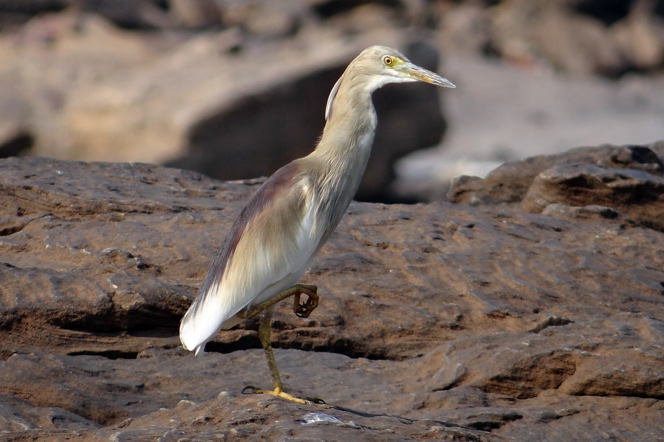 Paddybird ardeola grayii indian pond heron