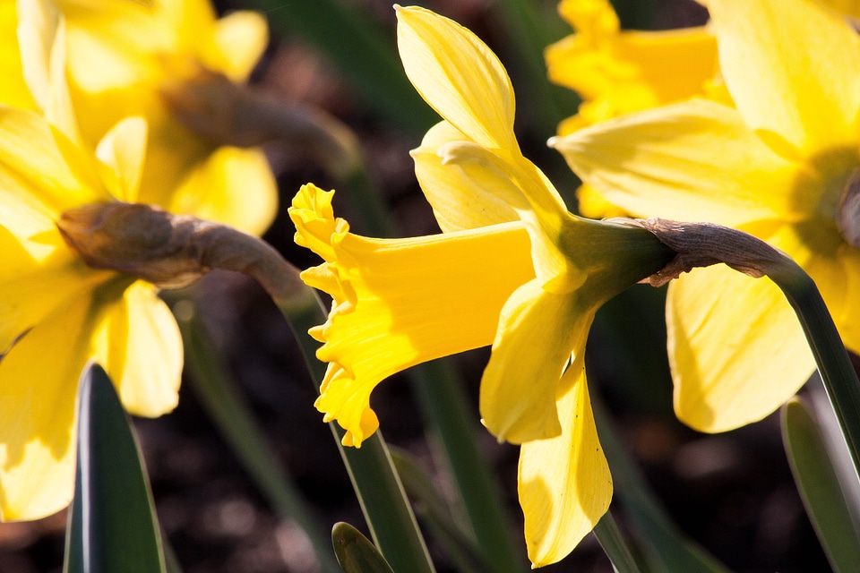 Heyday to easter incorrect narcissus