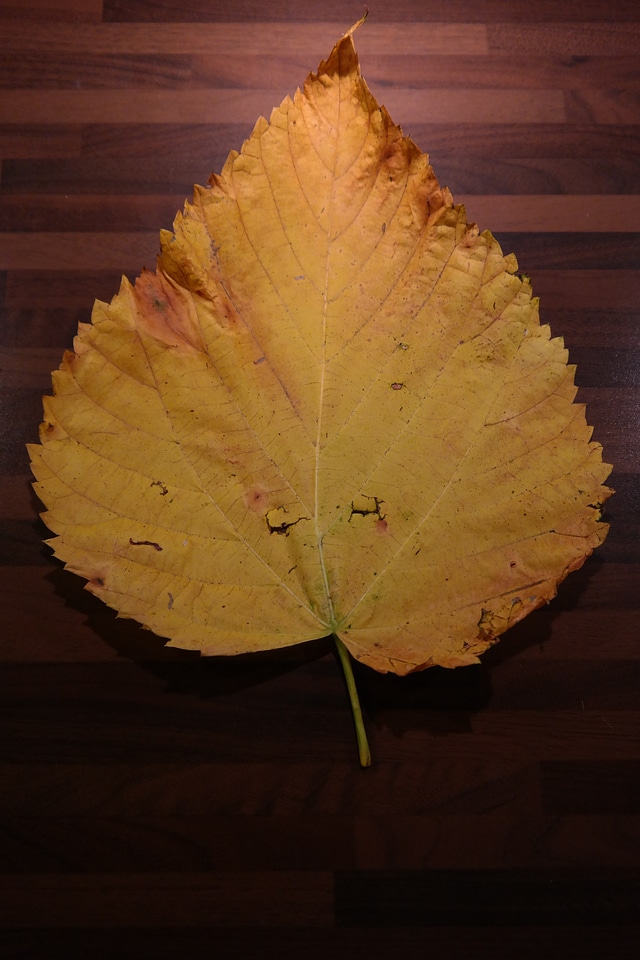 Yellow green leaves