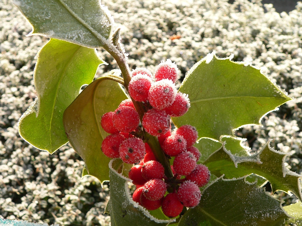 Decoration red december