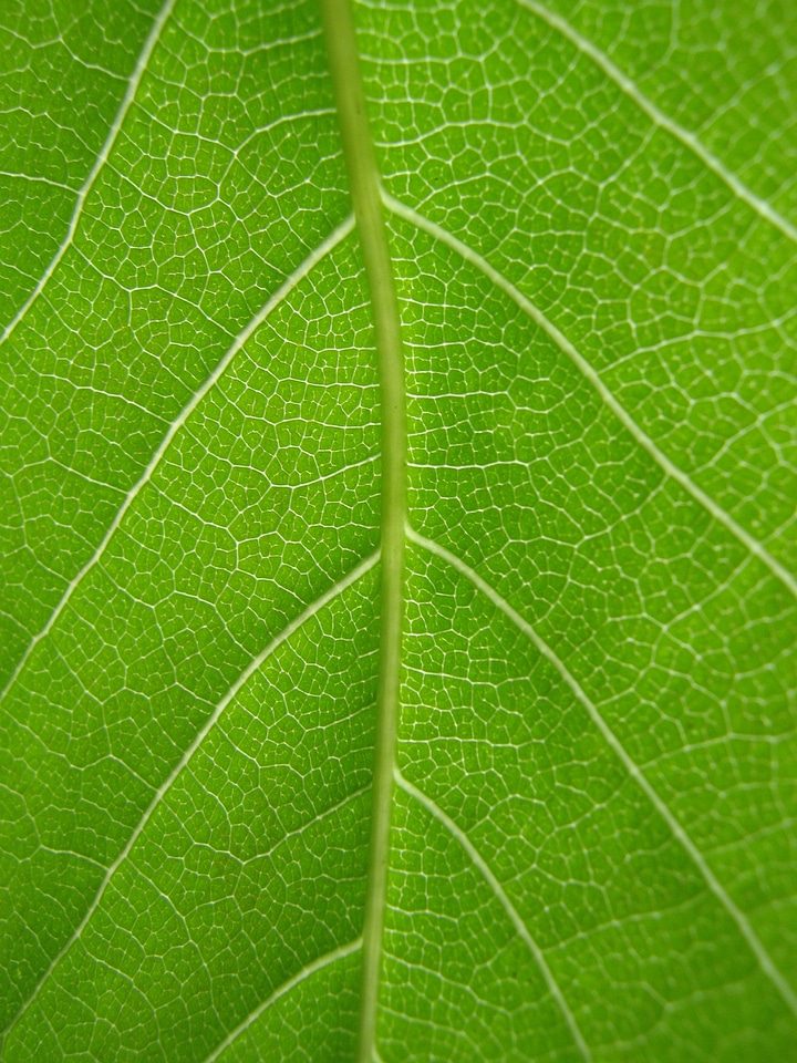 Nature plant foliage
