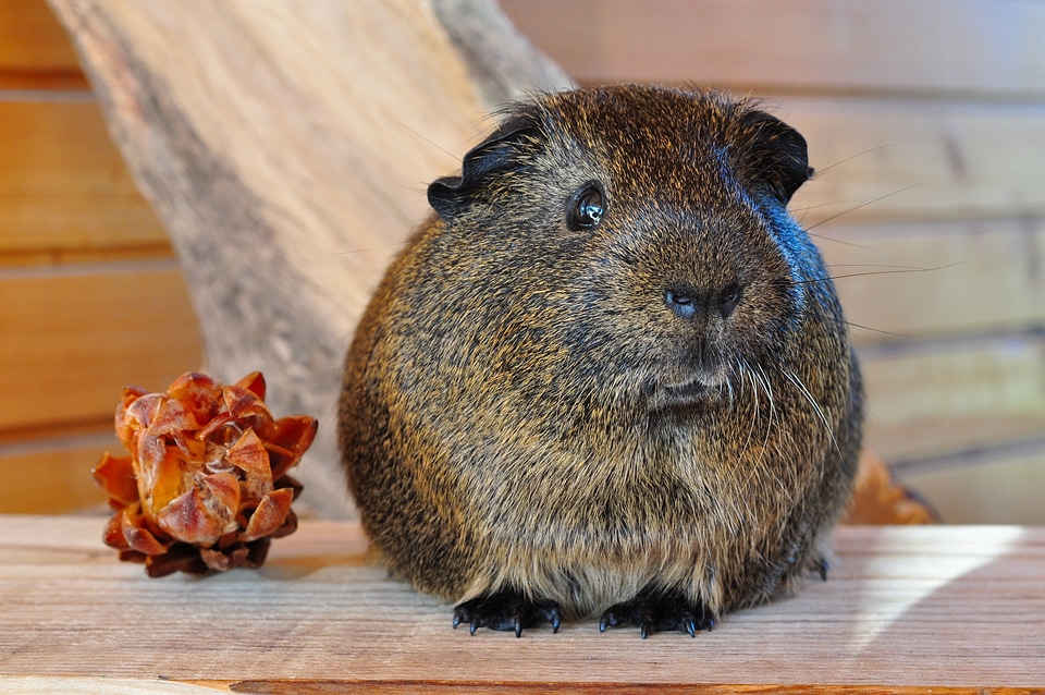 Rodent animal smooth hair
