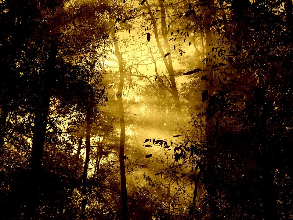 Trees nature sun beam