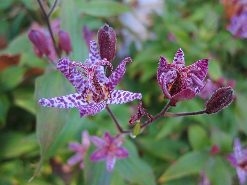 Purple lily buds
