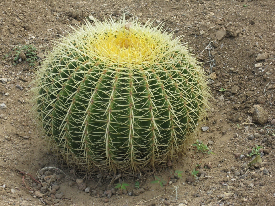 Spur round spherical