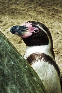 Animal zoo penguin family