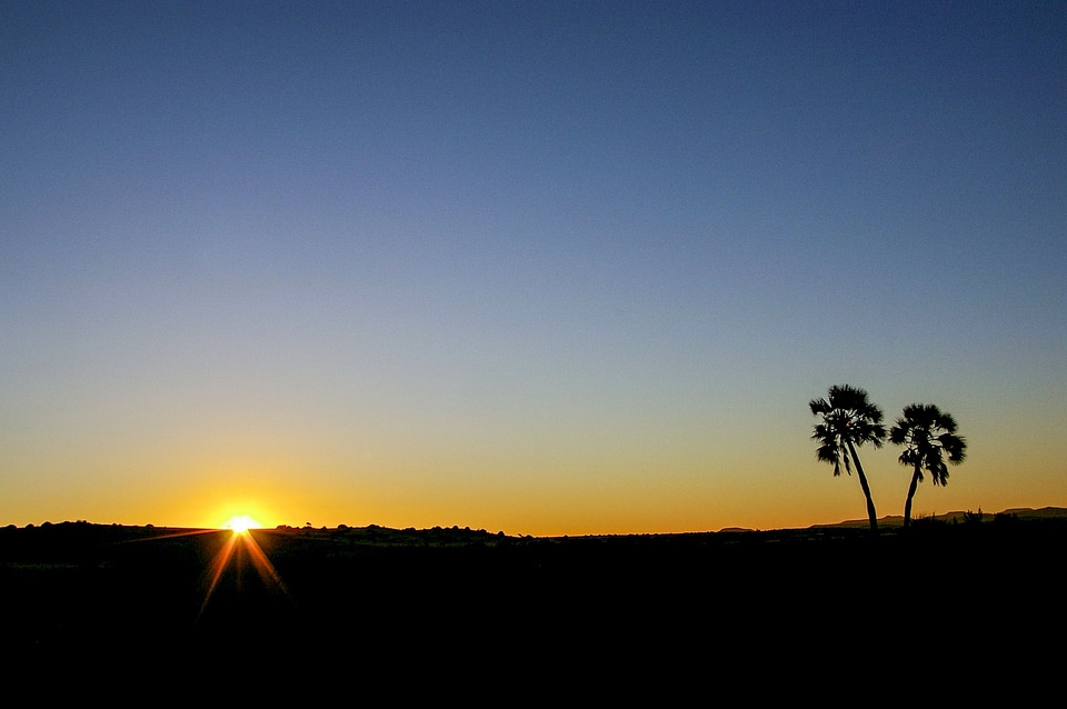 Palm trees evening sky mood photo