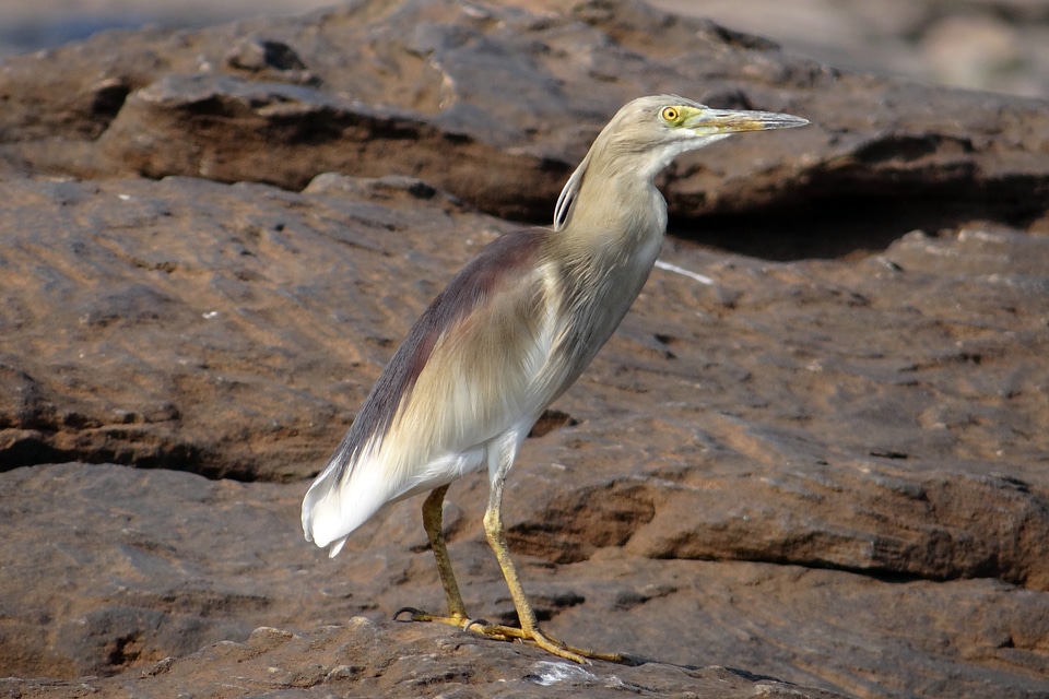 Ardeola grayii paddybird indian pond heron