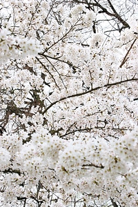 Tree white asia