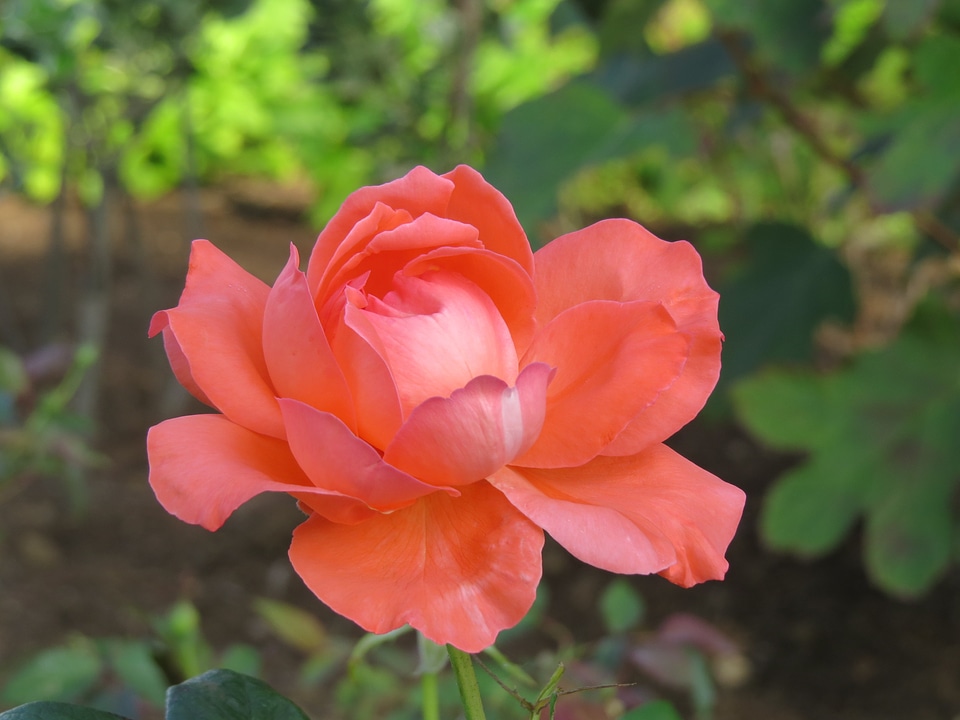 Floral plant natural