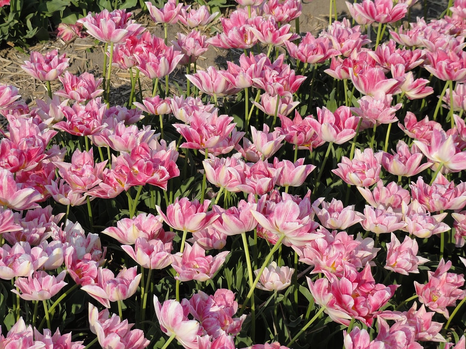 Field spring bloom