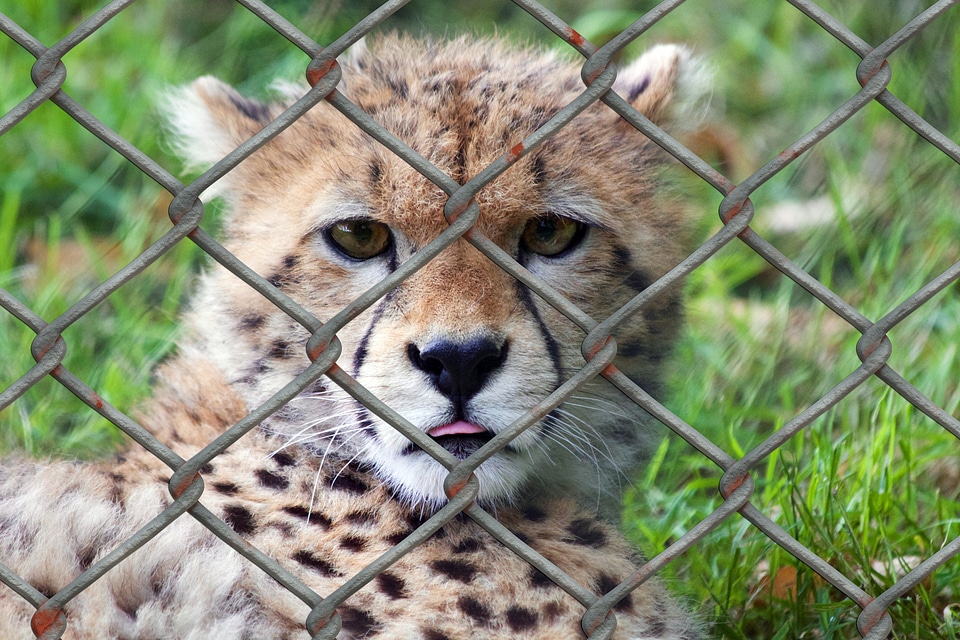 Animal world fence wire mesh fence