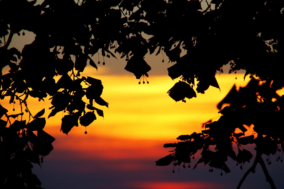 Evening sunset branch photo