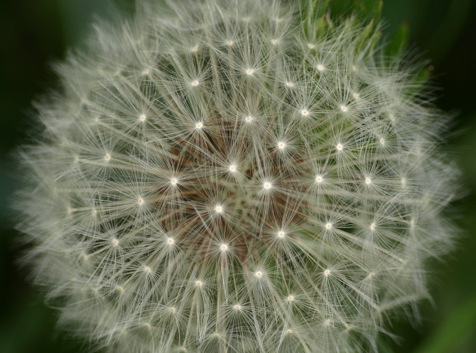 Spring roadside wild flower